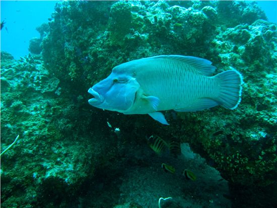 Giant Napoleon Wrasse