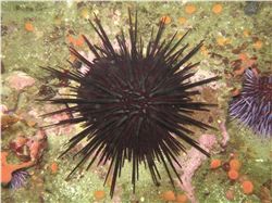 Red Urchin