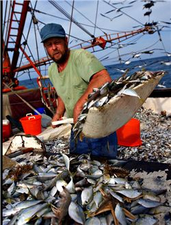 Bycatch on a Shrimp Trawler in the Gulf