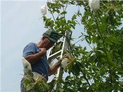 Tree Pollination