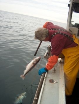 Hooking for Haddock