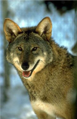 Red Wolf