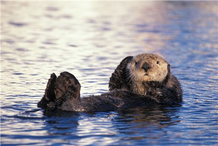 Sea Otter