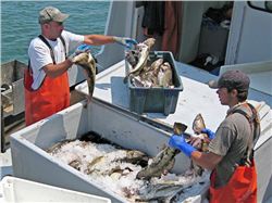 Unloading cod