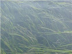 Eelgrass