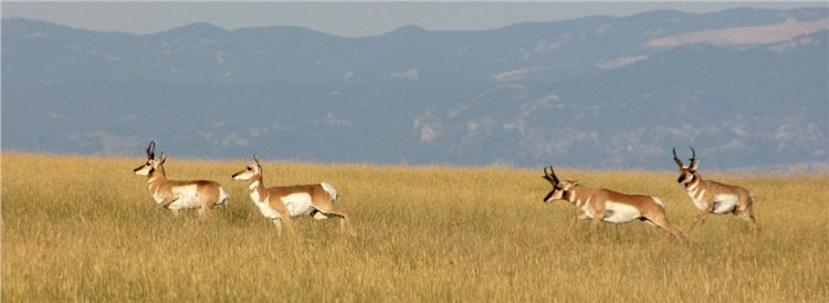 Pronghorn Panorama