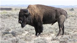 Bison on APF Land