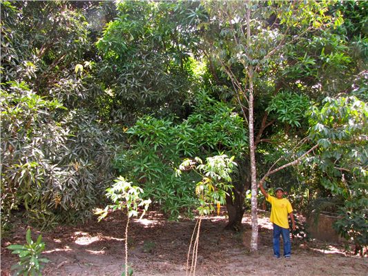 Farmer showing off fruit trees