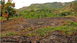 Field cleared by burning.