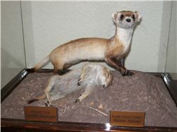 Black-Footed Ferret