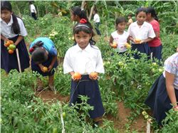 San Juanito School Garden