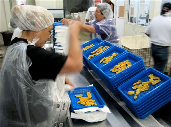 Drained trays of urchin "uni" stacked for grading at processing plant, Catalina Offshore Products