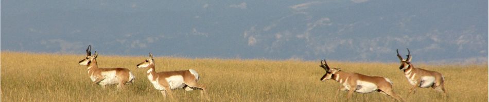 Panorama Pronghorn