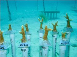 Coral Nursery