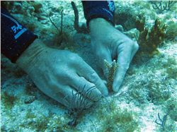 Planting coral