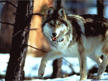 Mexican Wolf