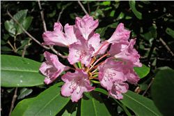 Pacific rhododendron