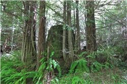 Sprouts circling redwood stump