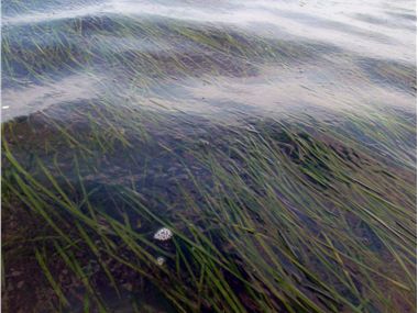 Restored eelgrass at Hadley Point 2011