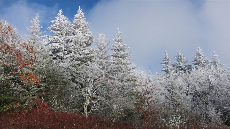 Spruce-Fir Panorama