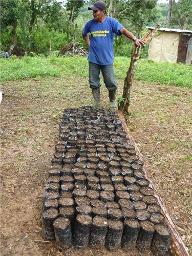 Starting native tree nursery