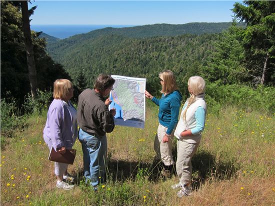 Usal Redwood Forest overlook