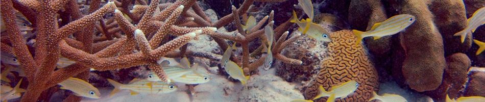 Coral builds reefs and provides habitat for fish.  Fragments of staghorn and elkhorn corals were harvested from surviving colonies such as this one.