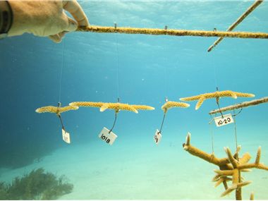 Numbered coral in nursery