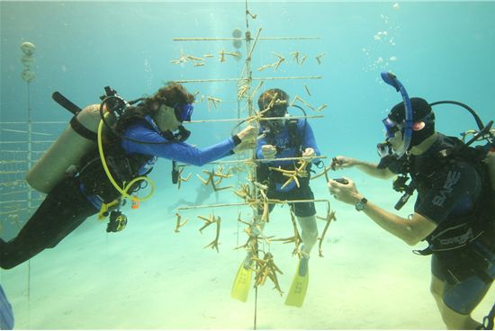 Coral Nursery Klein Bonaire