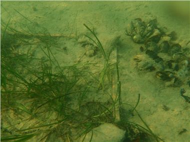 Eelgrass on biodegradable grid--9 months after transplant