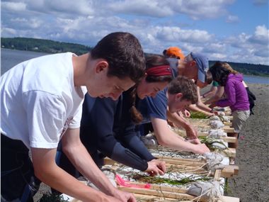 Tying Eelgrass to Biodegradable Grids