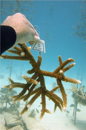 coral showing growth in one year