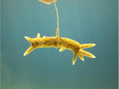 Staghorn colony B6 in August 2012