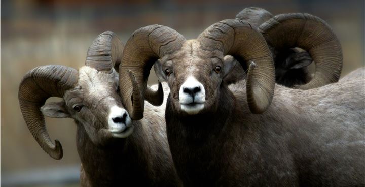 Bighorn sheep photo by Robin Poole for Walker Foundation