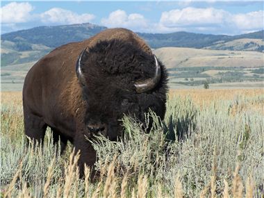 Bison on APF Land