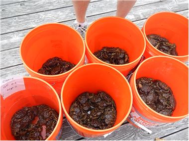 Green crabs trapped in upper Frenchman Bay during state survey