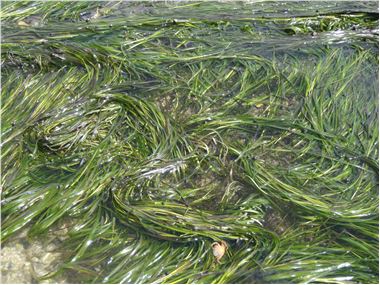 Eelgrass at Bar Island