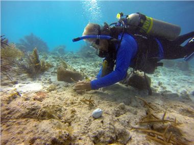 Planting coral