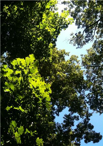 Urban Canopy-Capital Crescent Trail, Bethesda MD