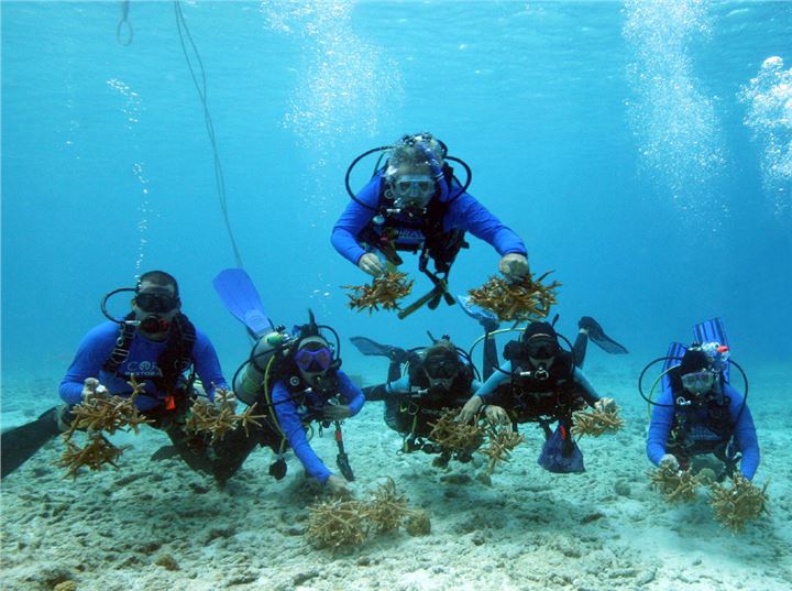 Volunteers Planting Corals