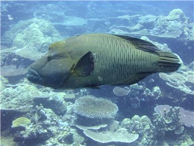 Napoleon wrasse