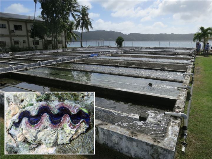 Giant Clam Hatchery