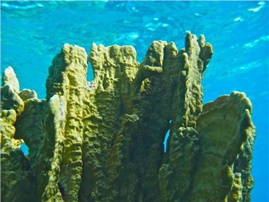 Coral near Ant Atoll, Pohnpei, Federated States of Micronesia