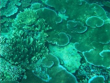 Coral near Pohnpei, Federated States of Micronesia