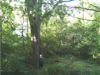 Urban Canopy along Coquelin Run.jpg