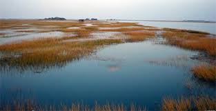 Coastal Wetlands