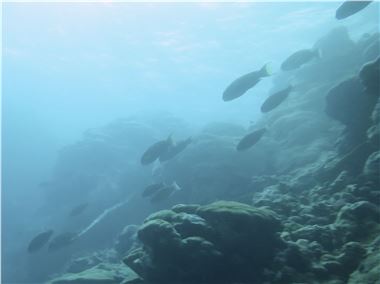 School of juvenile Bumphead Parrotfish at Nimpal Channel