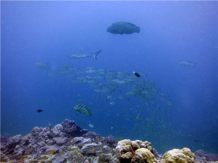 Palau Reef Food Web