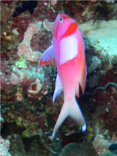 Beautiful Wall Fish