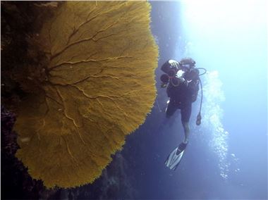 Giant Sea Fan